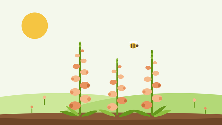 Dalmatian foxglove — flat illustration of peach foxglove spires with a bee above a summer border