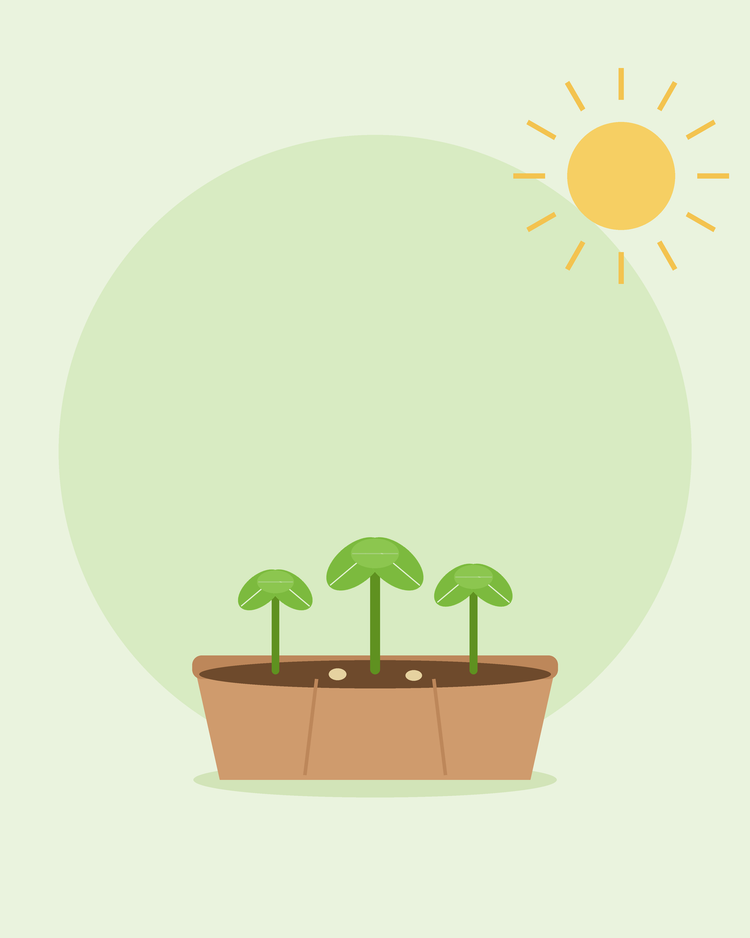 Płaska ilustracja tacy siewnej z trzema młodymi siewkami w słońcu — uprawa z nasion dla początkujących, od SeedsChoice