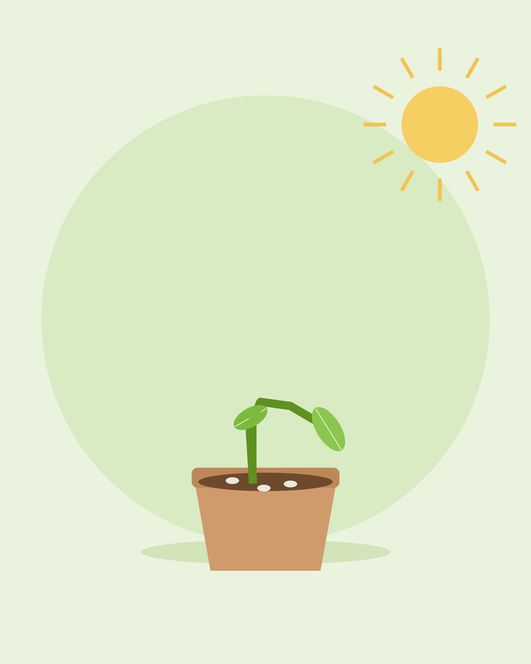 Płaska ilustracja siewki przewróconej u podstawy w doniczce z pleśnią na glebie — zgorzel siewek, od SeedsChoice