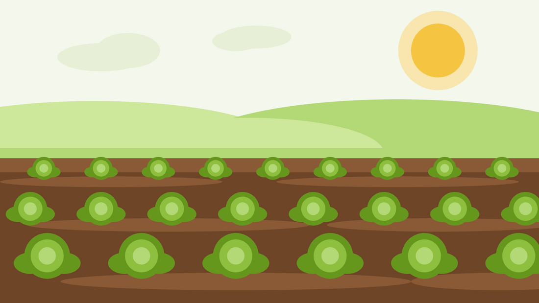 How to grow cabbage from seed — flat illustration of rows of cabbages growing in a prepared vegetable bed