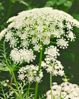 Nasiona Toothpick The Giant Ekologiczne Ammi Visnaga Jednoroczne Kwiaty