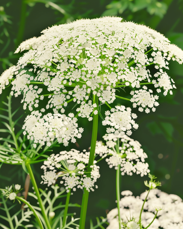 Nasiona Toothpick The Giant (Ammi visnaga) – ekologiczna roślina jednoroczna
