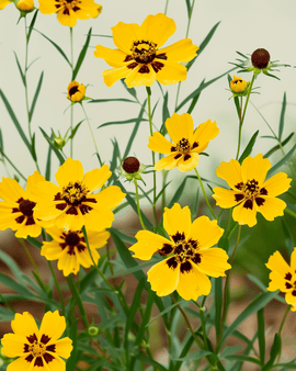 Nasiona Coreopsis organiczne Coreopsis tinctoria jednoroczne wysokie pełne podwójne kwiaty mieszane Butter Daisy