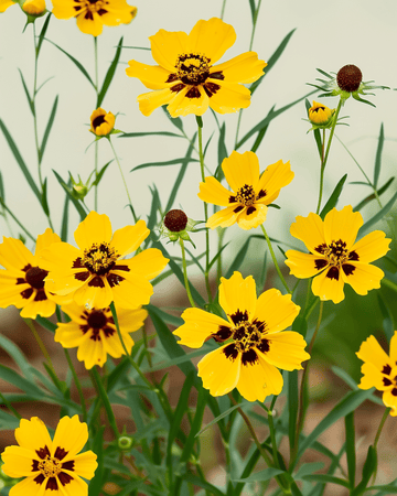 Nasiona Tall Mixed Double Butter Daisy (Coreopsis tinctoria) – ekologiczna mieszanka jednoroczna