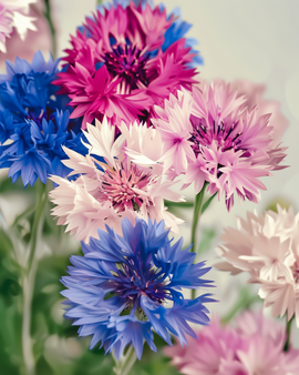 Cornflower Mixed Seeds Organic Centaurea Cyanus Annual
