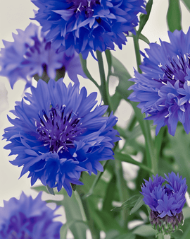 Cornflower Seeds Organic Centaurea Cyanus Blue Ball Annual
