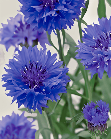 Nasiona chabra Blue Ball (Centaurea cyanus) – ekologiczny kwiat jednoroczny