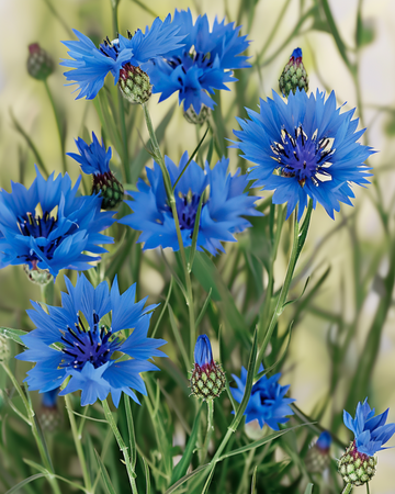 Nasiona chabrów polnych (Centaurea cyanus) – ekologiczny kwiat jednoroczny