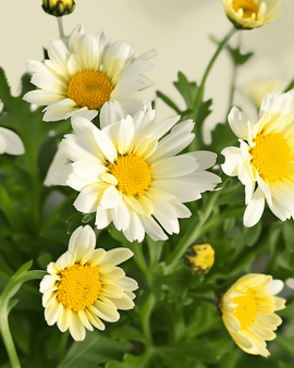 Chrysanthemum Seeds Organic Chrysanthemum Coronarium Annual Mixed Single Flowered