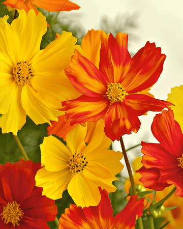 Nasiona Bright Lights (Cosmos sulphureus) – organiczna mieszanka jednoroczna