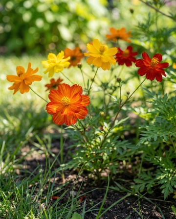 Bright Lights (Cosmos sulphureus) – organiczne nasiona jednorocznej mieszanki od SeedsChoice