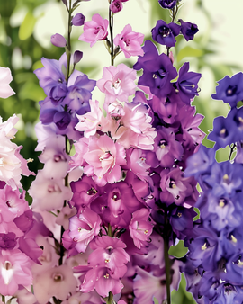 Larkspur Imperial Seeds Organic Delphinium Consolida Annual Flower Mix