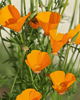Nasiona Eschscholzia Aurantiaca Ekologiczne Jednoroczne Eschscholzia Californica Aurantiaca Żółte Kwiaty