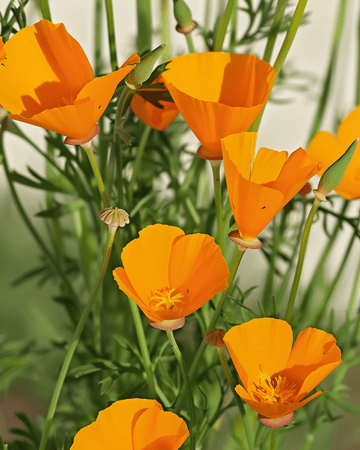 Nasiona Aurantiaca Yellow (Eschscholzia californica) – organiczny kwiat jednoroczny