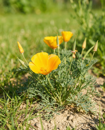 Aurantiaca Yellow (Eschscholzia californica) – organiczne nasiona jednorocznego kwiatu od SeedsChoice