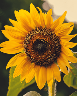 Sunflower Single Giant Seeds Organic Helianthus Annuus Annual