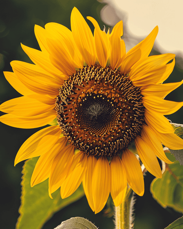 Nasiona słonecznika Single Giant (Helianthus annuus) – ekologiczny kwiat jednoroczny