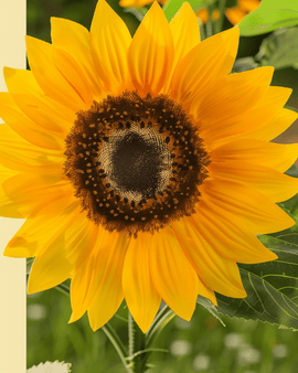 Nasiona słonecznika karłowego ekologicznego Helianthus Annuus rocznego Sunspot
