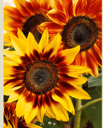 Nasiona słonecznika Compact Spray (Helianthus annuus) – ekologiczny kwiat jednoroczny