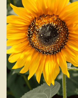 Sunflower Seeds Nakdi F1 Organic Helianthus Annuus Annual Pollen Free