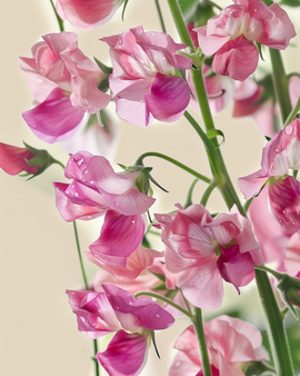 Sweet Pea Painted Lady Seeds Organic Lathyrus Odoratus Annual Flower