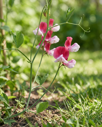 Groszek pachnący Painted Lady (Lathyrus odoratus) – organiczne nasiona jednorocznych kwiatów od SeedsChoice