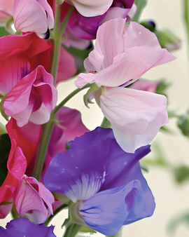 Nasiona ekologicznego groszku pachnącego Spencer Mixed Lathyrus Odoratus jednoroczny