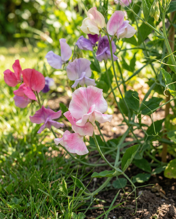 Groszek pachnący Spencer Mixed (Lathyrus odoratus) – ekologiczne nasiona jednorocznych kwiatów od SeedsChoice