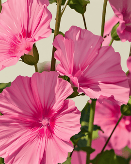 Mallow Seeds Organic Lavatera Trimestris Annual Flowers Rose Red Mix