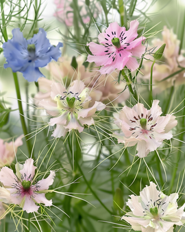 Love In A Mist Seeds Organic Nigella Damascena Annual Persian Jewel Mix