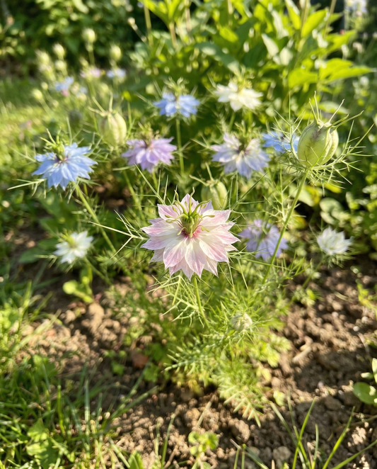 Love In A Mist Persian Jewel (Nigella damascena) – organic annual mix seeds from SeedsChoice