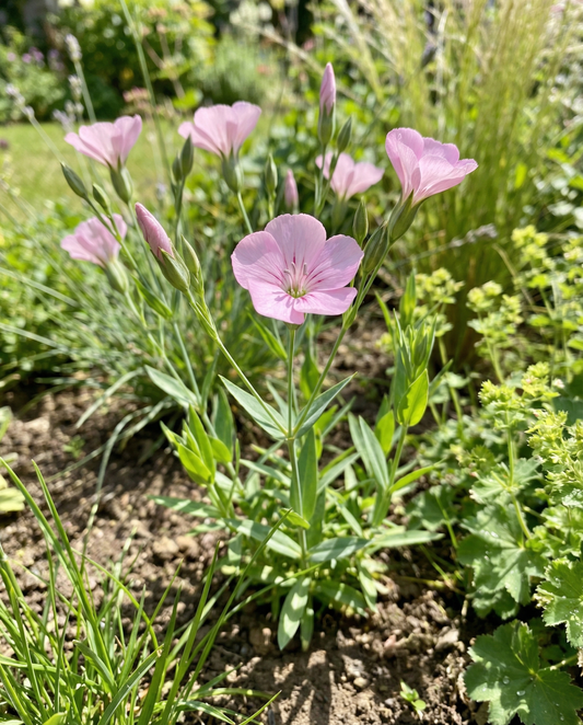 Kocanki różowe Pink Beauty (Saponaria vaccaria) – ekologiczne nasiona jednorocznego ziela od SeedsChoice