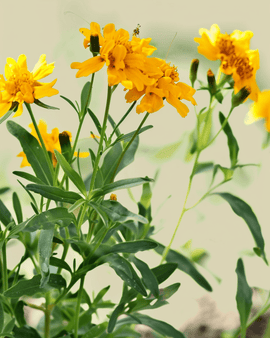 Nasiona Tagetes Lucida Organiczny Jednoroczny Kwiat Tagetes Meksykański