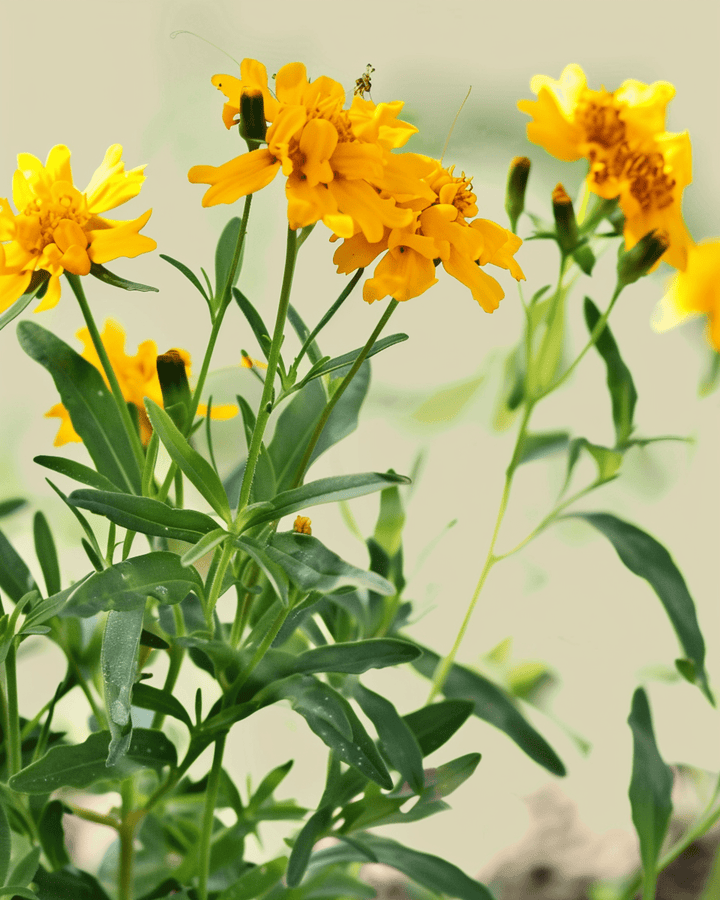 Nasiona tagetes meksykańskiego (Tagetes lucida) – organiczny kwiat jednoroczny