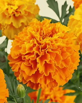 African Marigold Seeds Organic Tagetes Erecta Annual Sunset Giants Mixed