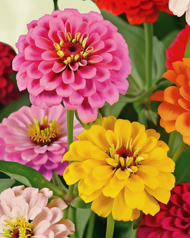 Nasiona cyni daliokwiatowej organicznej Zinnia Elegans Mieszanka roczna