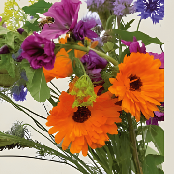 Nasiona mieszanki For Bees Mix (Sinapis alba) – organiczny jednoroczny kwiat