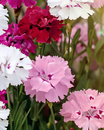 Sweet William seeds (Dianthus barbatus) – organic biennial mix