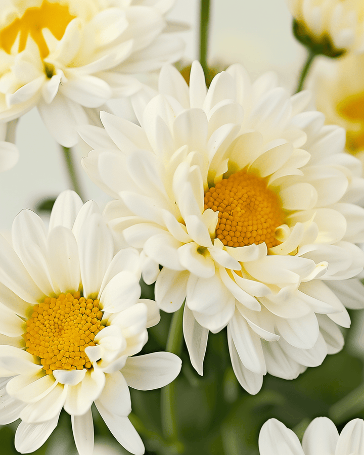 Shasta Daisy May Queen seeds (Chrysanthemum leucanthemum) – organic perennial