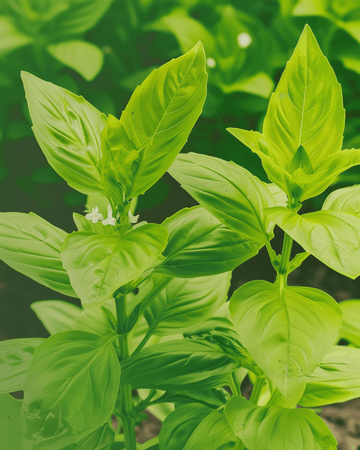 Nasiona bazylii cytrynowej (Ocimum basilicum) – organiczne jednoroczne zioło