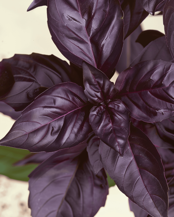 Basil Red Rubin seeds (Ocimum basilicum) – organic annual herb