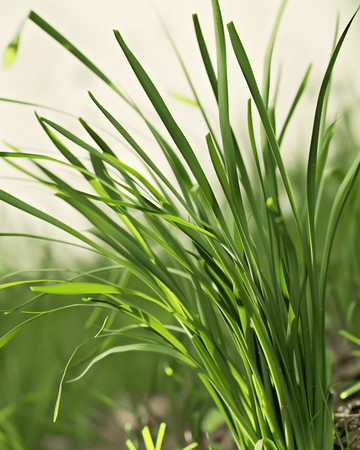 Nasiona szczypiorku czosnkowego (Allium tuberosum) – organiczna bylina