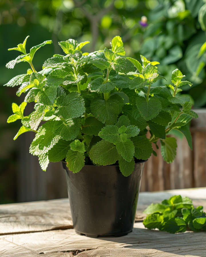 Lemon Balm seeds (Melissa officinalis) – organic perennial herb