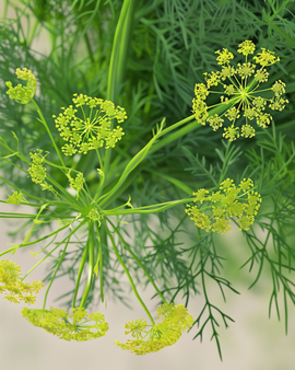 Organiczne nasiona kopru Anethum graveolens jednoroczne zioło
