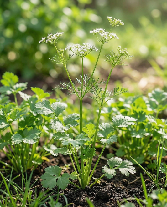 Cilantro (Coriandrum sativum) – organic annual herb seeds from SeedsChoice