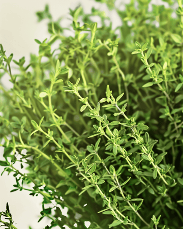 Nasiona tymianku (Thymus vulgaris) – ekologiczne, wieloletnie zioło