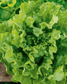 Endive Seeds Organic Nummer Vijf 2 Cichorium Endivia Annual