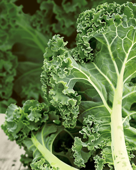 Curly Kale Seeds Organic Brassica Oleracea Annual Westland Autumn