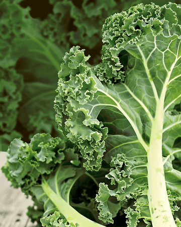 Nasiona jarmużu kędzierzawego Westland Autumn (Brassica oleracea) – ekologiczne jednoroczne warzywo