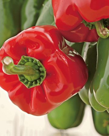 Nasiona papryki słodkiej California Wonder (Capsicum annuum) – ekologiczne jednoroczne warzywo